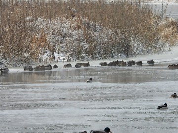 Zima w Spalskim Parku Krajobrazowym, <p>cyraneczki</p>
